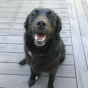 Meet your Posher, Morgan